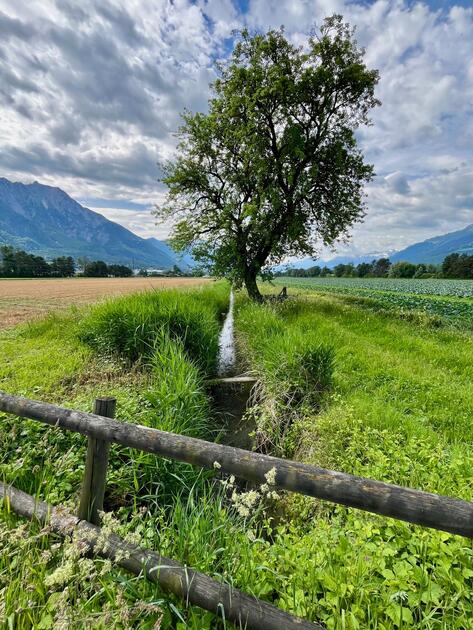 Kleiner Bach im Schaaner Riet
