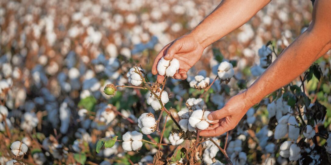Cotton picking in cotton field. Cotton picking in cotton field.