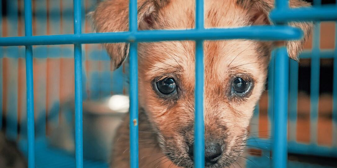 Sad puppy in shelter behind fence waiting to be rescued and adopted to new home. Shelter for animals concept Sad puppy in shelter behind fence waiting to be rescued and adopted to new home. Shelter for animals concept