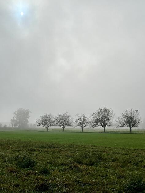 Fünf Bäume und der Nebel