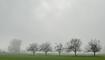 Fünf Bäume und der Nebel