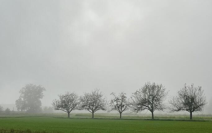 Fünf Bäume und der Nebel